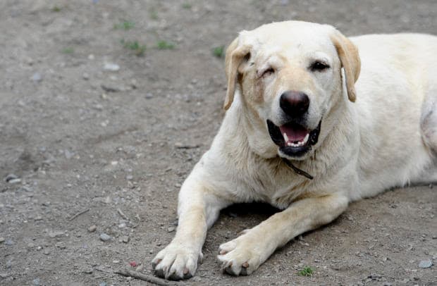 The head of the Humane Society of The United States notes the relationship between violence and animal cruelty. (Photo provided by HSUS).