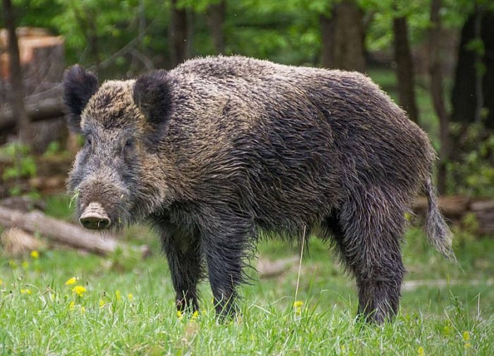 I ask you. Have you ever seen such a magnificent creation as this Wild Boar?