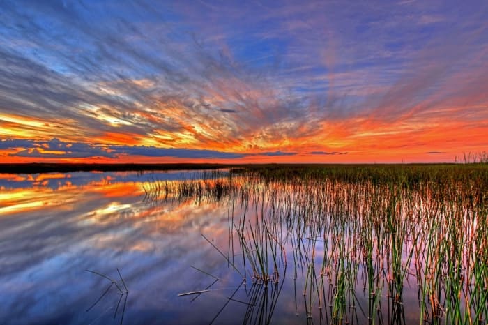 A battle red of tooth and claw among species is playing out under Florida's placid skies.