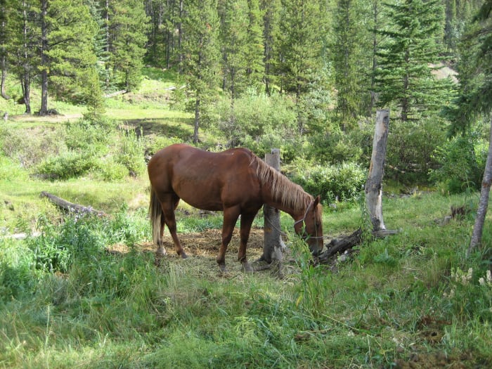 Some horses definitely prefer to turn to one side. If your horse is like this, then why? And how can you fix it?