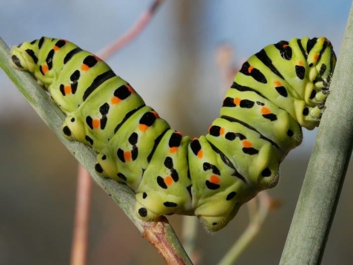 La oruga de la negra mariposa cola de golondrina. Come hojas de eneldo, perejil y plantas de zanahoria.