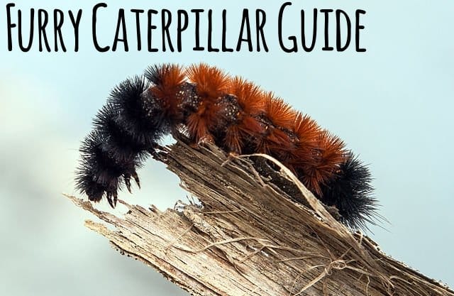 Grey Caterpillar Identification Chart