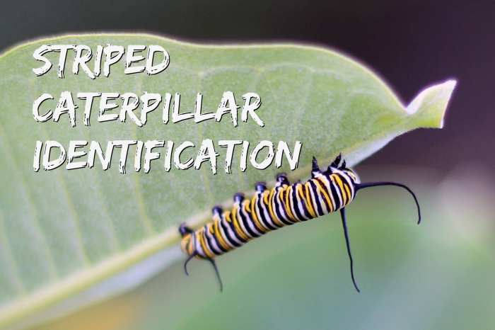 What kind of caterpillar is this? Read on to find out how to identify the striped cats in your backyard.