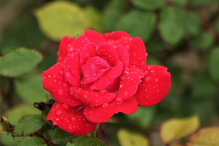 Miniature Rose Bush—Indoor Care - Dengarden - Home and Garden