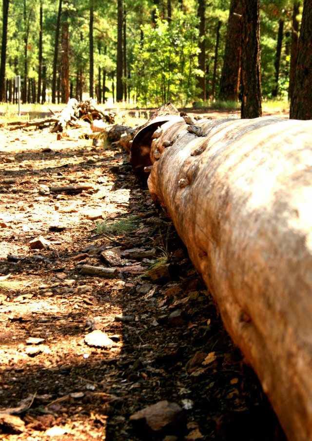 What is the best practice for forest management? Learn more about clear cutting and selective cutting.