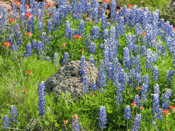 Bluebonnets are the Texas state flower. They are a Lupinus which grows as a native only in Texas. Usually blue, they are sometimes mutated into pink or white. They are biennial and have a big, hard black pebble-sized seed.