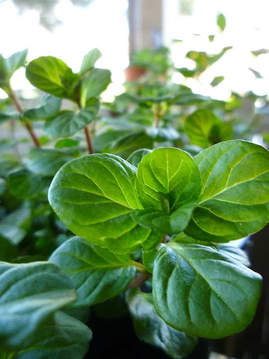 Mint plants can be easily grown in the ground or in containers and require little maintenance to thrive.