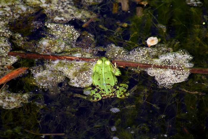 A simple project on frog spawn, or pond ecosystems, or pollution in ponds can inspire students in a way PowerPoint presentations and practice exam questions never will.