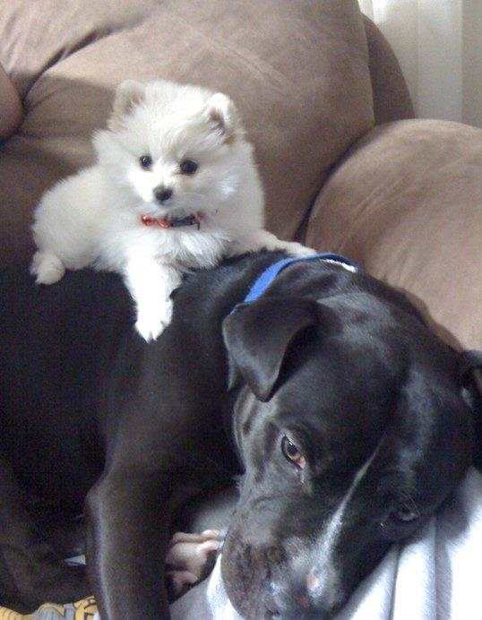 Meet the taste-testers. "Please get off me, I just ate a load of dog biscuits and my stomach is full."