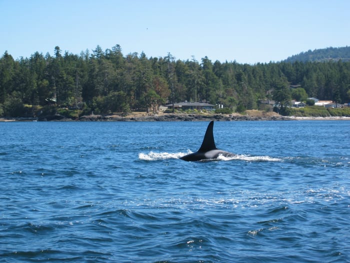 Whale Watching In The San Juan Islands, WA - WanderWisdom - Travel