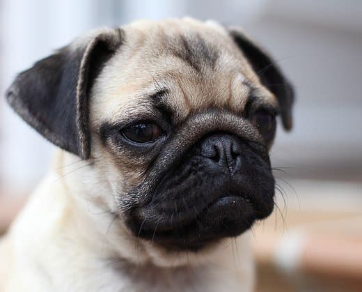 Why Pugs Make Great Family Pets