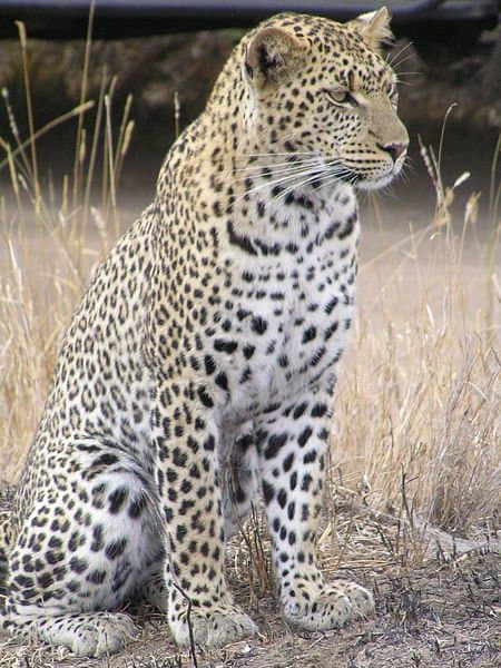 The leopard is the most elusive and widespread of the big cats, found across Africa and Asia.