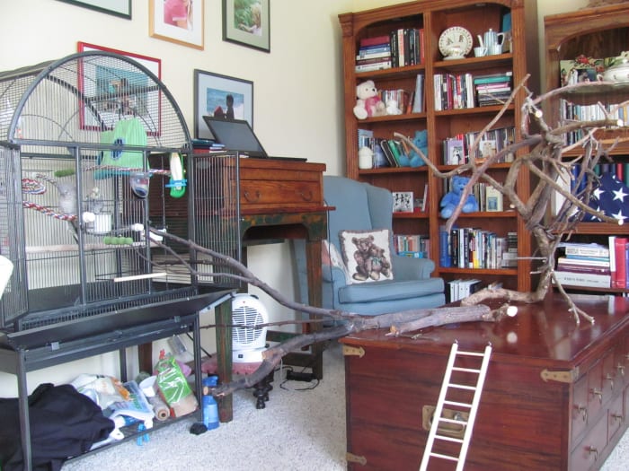 From left to right: the bird cage, my standing desk (I like to stand while I write), my favorite chair tucked into the corner, and Angus and Selchie's tree. This lets me be surrounded by my little friends while I work.