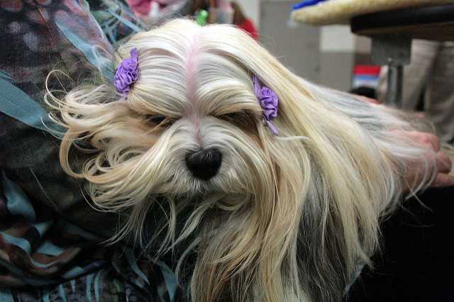 The Lhasa Apso is one of the best dog breeds for senior citizens.
