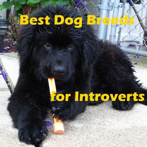 Il Terranova è una delle migliori razze di cani per un introverso.