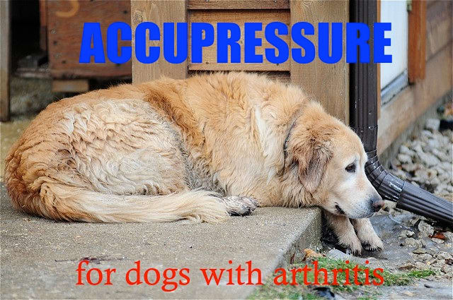 Accupressure can help some older dogs dealing with the pain of arthritis.