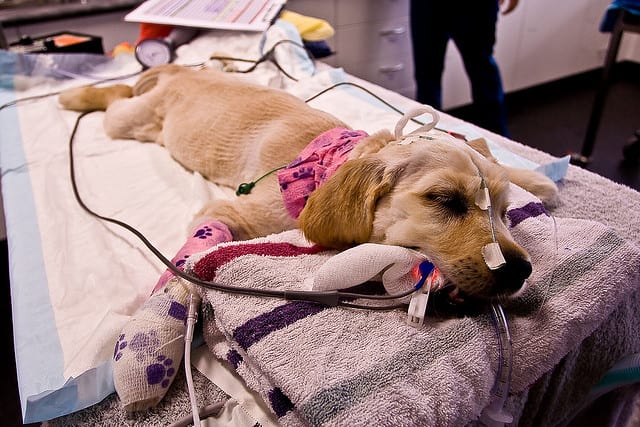 Get your first aid kit ready before a problem happens with your dog.