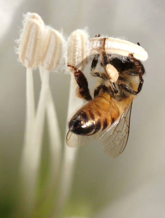Notice the clump of pollen on this bee's leg. Bees collect and spread pollen while they feed on nectar