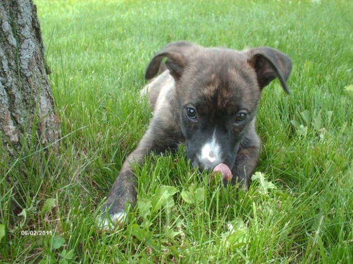 My Chocolate Lab/Catahoula Leopard Mix...Rilee is non-shedding until just after winter when she sheds her winter coat.