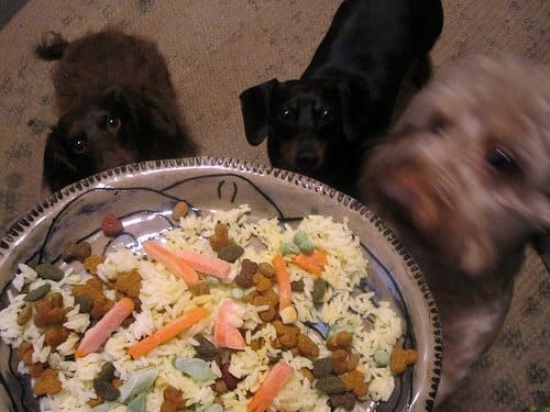 grönsaker, ris och hundmat
