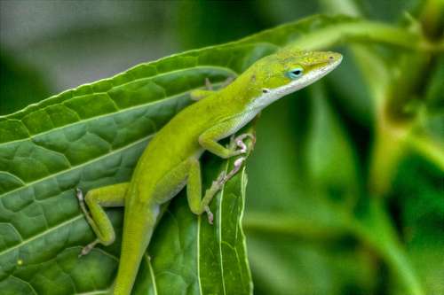 In addition to a host of other adaptive defense strategies, many lizards have developed the ability to detach and regrow their tails.