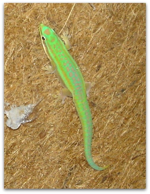 Day geckos (Phelsuma) are some of the most brightly-coloured lizards. This is a young male. As he matured, his tail became blue, living up to the common name blue-tailed gecko.