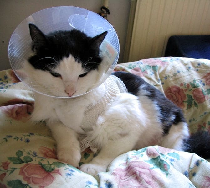 Most pets are given Elizabethan collars to wear after surgery to avoid licking and chewing at surgical wounds and sutures.