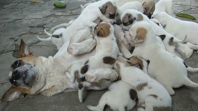 Pregnant dog? You may have questions you need answers to -- fast!