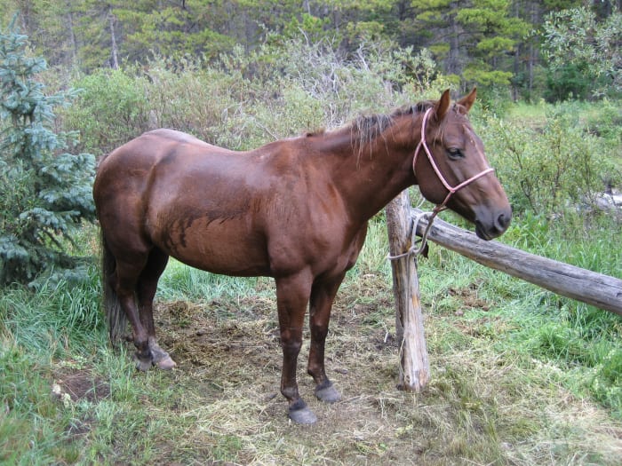 A lot of the time, horses will be lazier or more stubborn with riders they don't know or suspect of not knowing what they are doing.