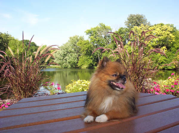 Small dogs that breathe with open mouths develop dental problems early.