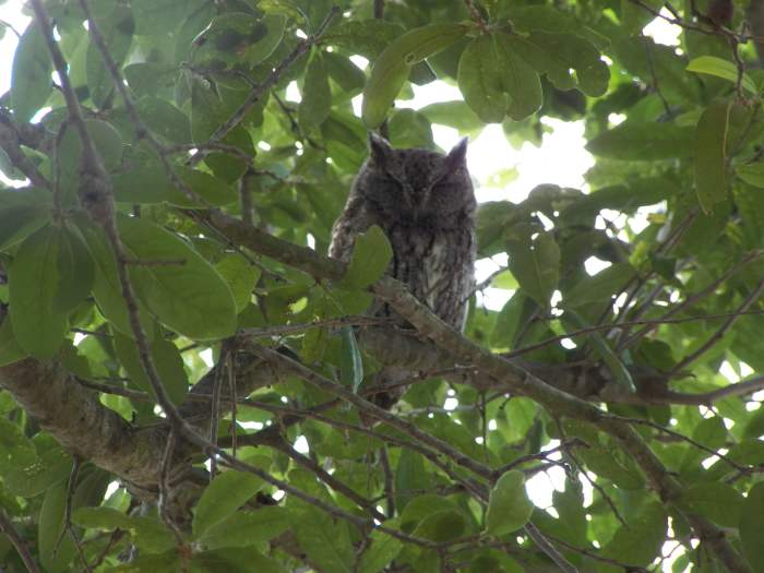 Adult Male Eastern Screech Owl in tree. The father was hidden in the leaves of the tree about 15-20 feet from the nest. He sleeps there while the female incubates the eggs and helps her feed the babies once they hatch.