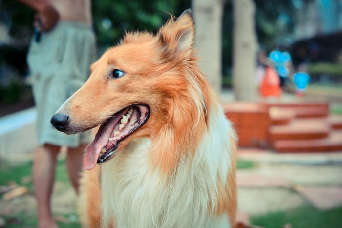 Obviously, if you want to become a pet sitter then you've got to love animals. There's no getting around that.