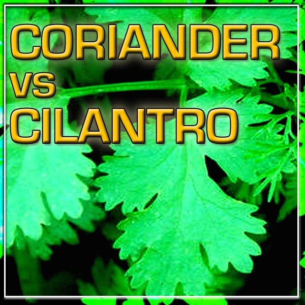  CorianderとCilantroは同じものなのか？ 