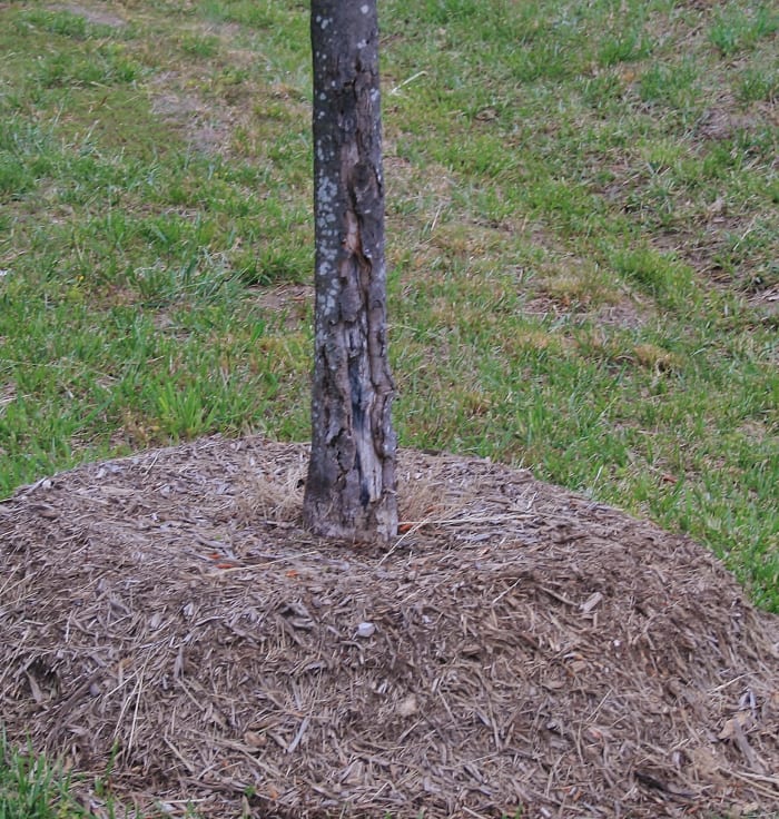 Note the diseased bark on this sad tree, the victim of a mulch volcano. Sometimes, in desperation, tree roots grow up into the mulch, seeking water.