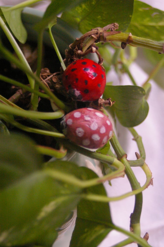 These were simple and enjoyable to make. What do the seed halves look like to you?
