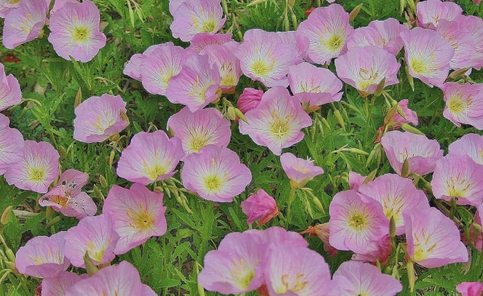 This patch of primrose started on its own, "jumping" from a stacked container garden into a nearby flowerbed.
