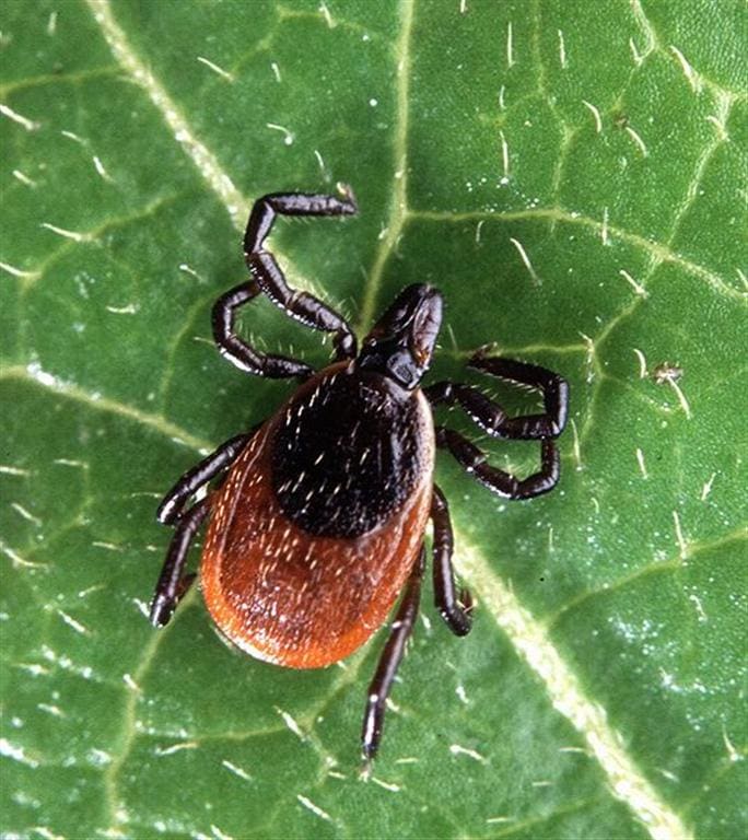 Adult Deer Tick or Black-Legged Tick