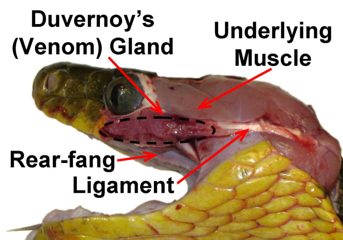 A deceased Brown Tree Snake (Boiga irregularis), with the skin removed to clearly show the venom (Duvernoy's) gland (which is not covered by muscle), the ligament attached to it, and one of the rear-fangs.