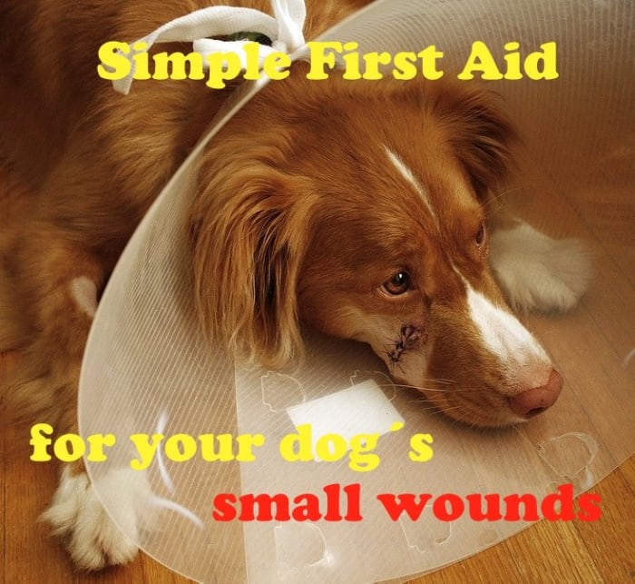 Simple First Aid to Treat Your Dog's Cuts and Small Wounds at Home