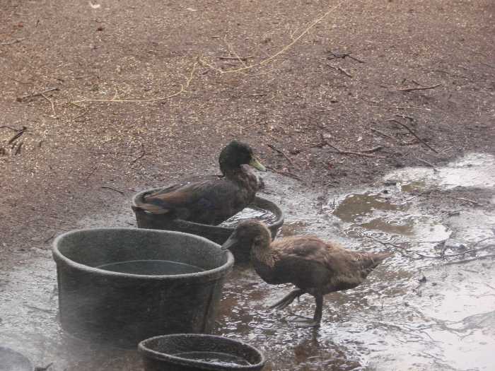 Ducks are clearly aquatic birds! They love the water and look for places to swim...like their water dish.