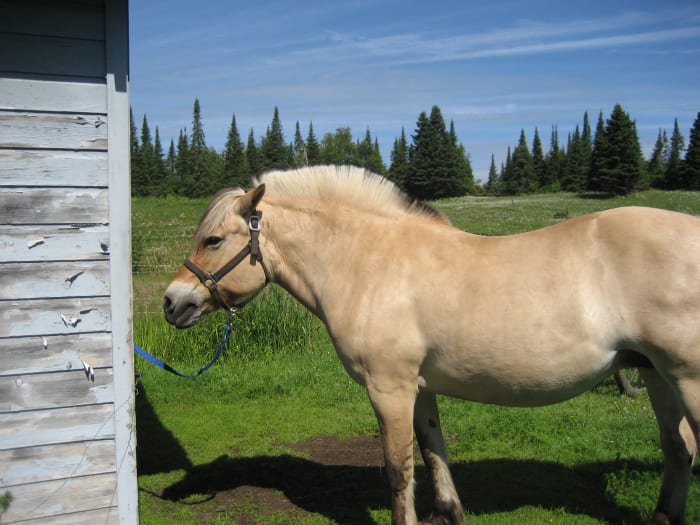 Fjord horse with its mane trimmed in the traditional manner, showing off the black and white striping