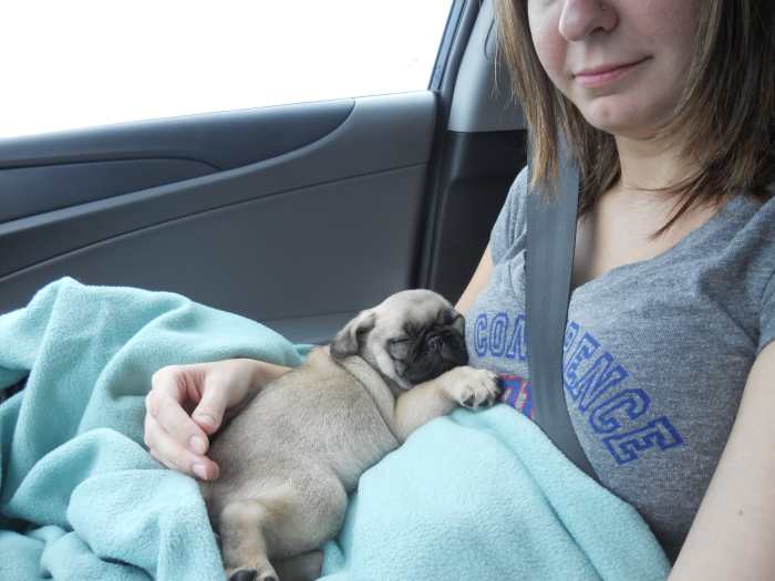 What to Expect When Bringing Home a New Puppy PetHelpful