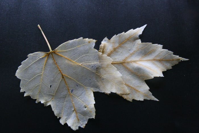 Skeleton leaves are used for scrapbooking projects, card making, and kid's leaf projects.