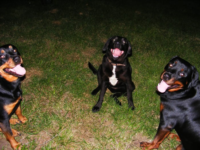 If your dog is sitting nicely, he cannot be chasing, jumping, lunging, stealing, counter surfing: you name it!