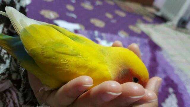 This is my male lovebird, Mumu. He lost his mate, Lulu, and grieved her death. I tried to support him and eventually brought home a new mate for him.