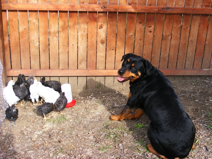 Dog open bar/closed bar behavior modification can be used for a variety of settings.