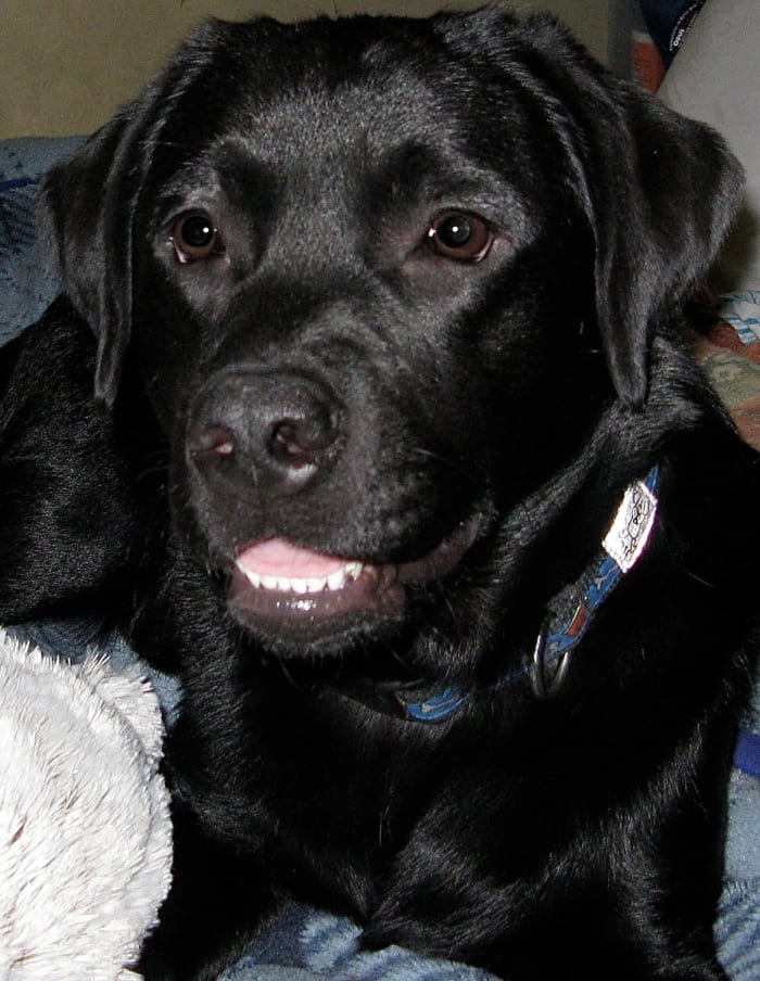 Leptospirosis treatment should be started as soon as possible in order to return an animal to health and happiness.
