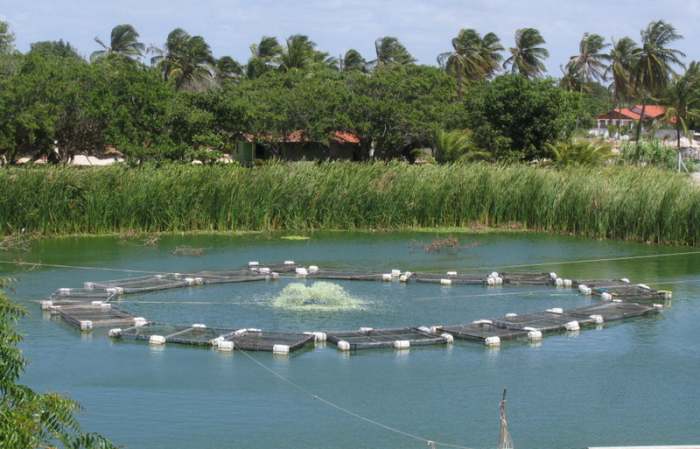 This a picture of one of our lakes full of fish. In this photo, you will see several cages. The 2m X 2m can hold up to 600 adult fish, and the 3m x 2m can take up to 900 fish. These are fed by rowboat.