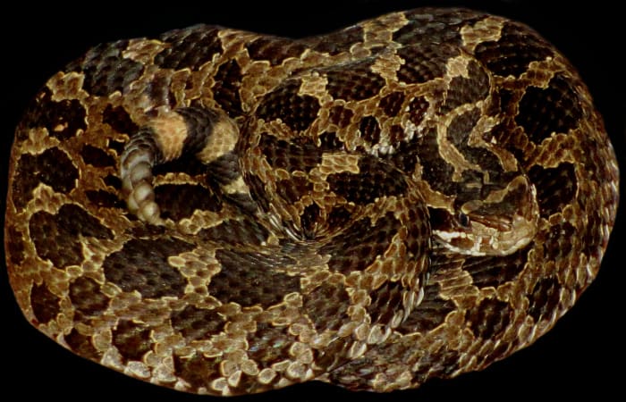 An Eastern Massasauga Rattlesnake (Sistrurus catenatus catenatus), relaxing in a curled position. This front-fanged snake is becoming rare all across its range and is endangered in Indiana.