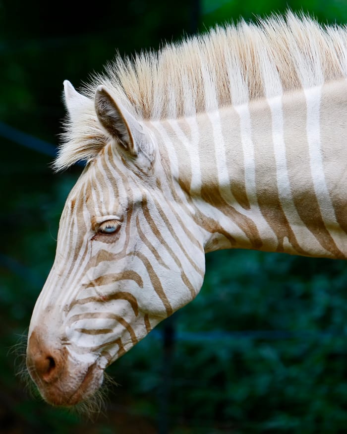 Meet Zoe, the Rare Golden Zebra - Owlcation - Education